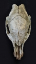 Natural Skull