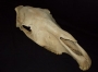 Horse skull with jaw